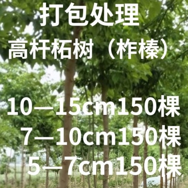 高杆柘树直径5—15厘米450棵清地打包处理