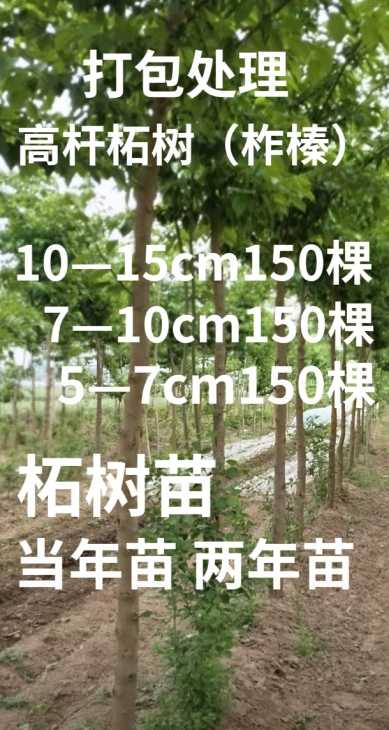 高杆柘树直径5—15厘米450棵清地打包处理