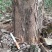 高杆柘树直径5—15厘米450棵清地打包处理