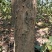 高杆柘树直径5—15厘米450棵清地打包处理