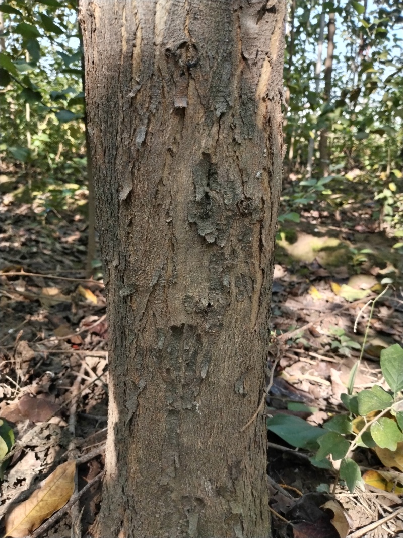 高杆柘树直径5—15厘米450棵清地打包处理