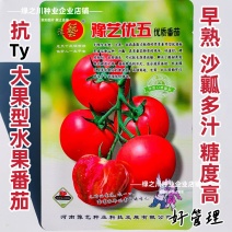 沙瓤西红柿种子豫艺优五番茄种子水果番茄种酸甜好吃抗Ty