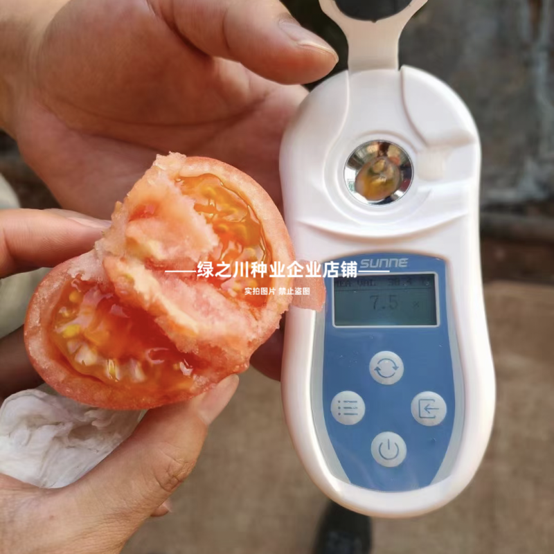 沙瓤西红柿种子豫艺优五番茄种子水果番茄种酸甜好吃抗Ty