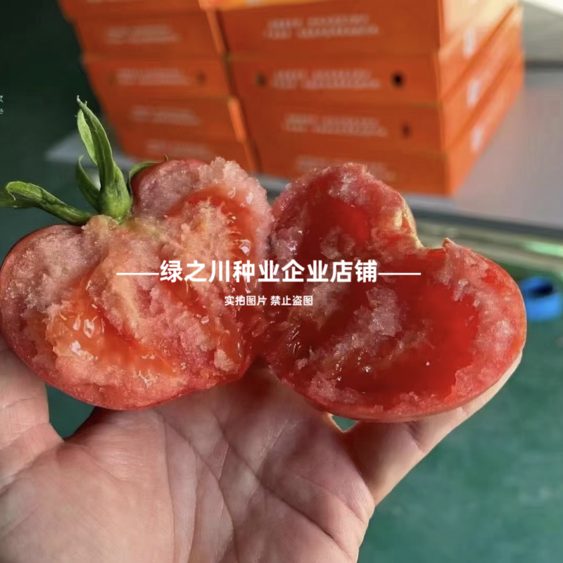 沙瓤西红柿种子豫艺优五番茄种子水果番茄种酸甜好吃抗Ty