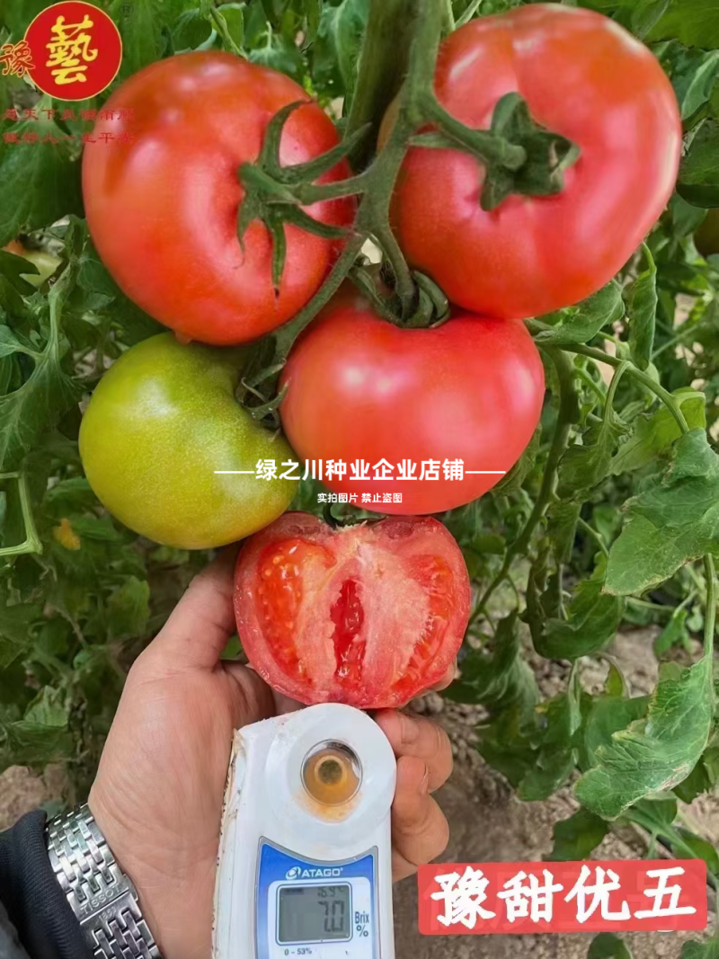 沙瓤西红柿种子豫艺优五番茄种子水果番茄种酸甜好吃抗Ty