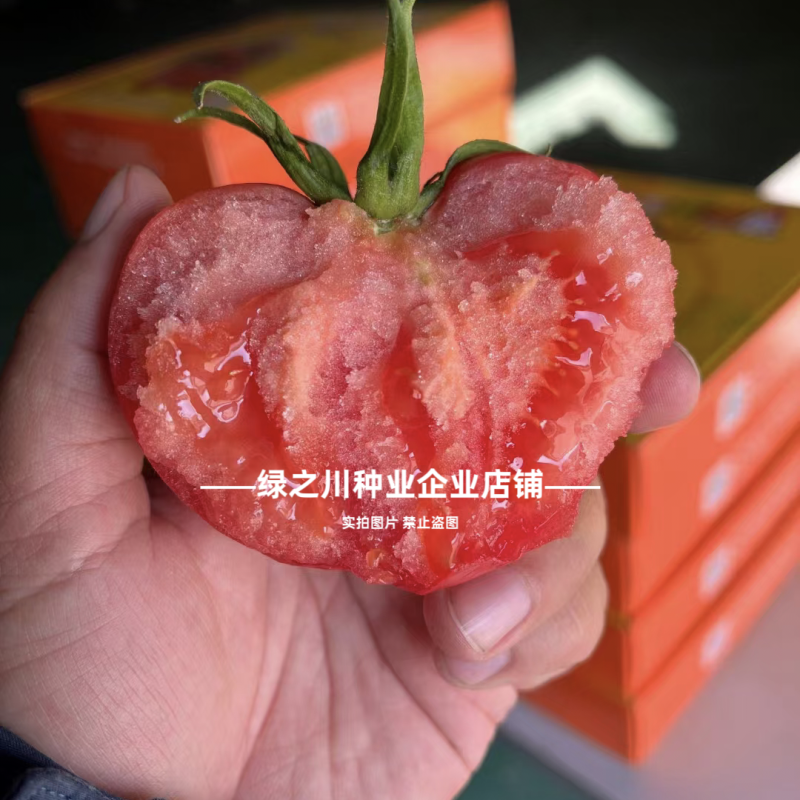 沙瓤西红柿种子豫艺优五番茄种子水果番茄种酸甜好吃抗Ty