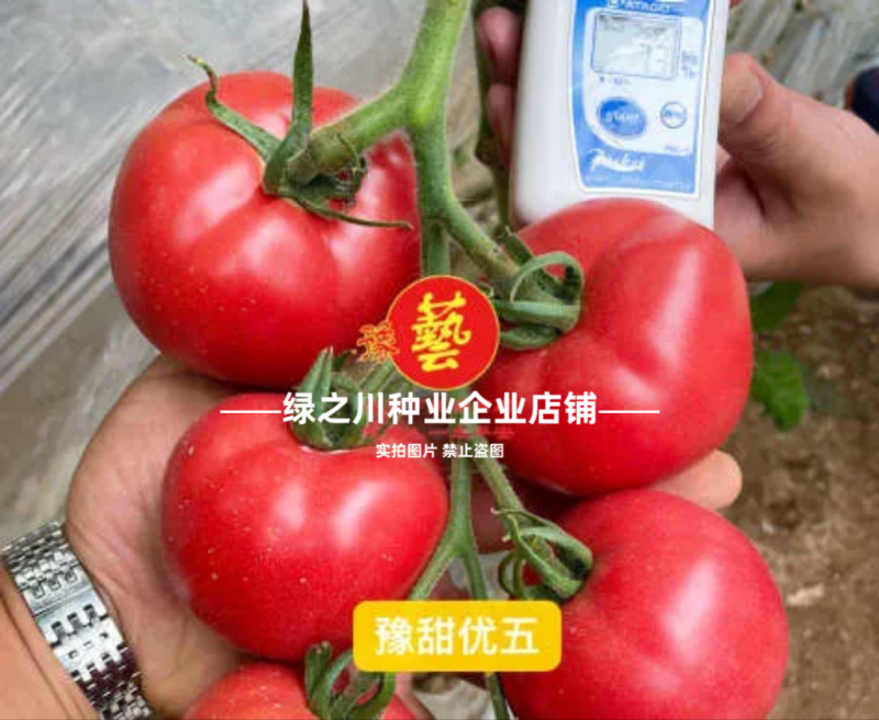 沙瓤西红柿种子豫艺优五番茄种子水果番茄种酸甜好吃抗Ty