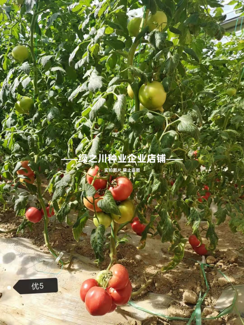 沙瓤西红柿种子豫艺优五番茄种子水果番茄种酸甜好吃抗Ty