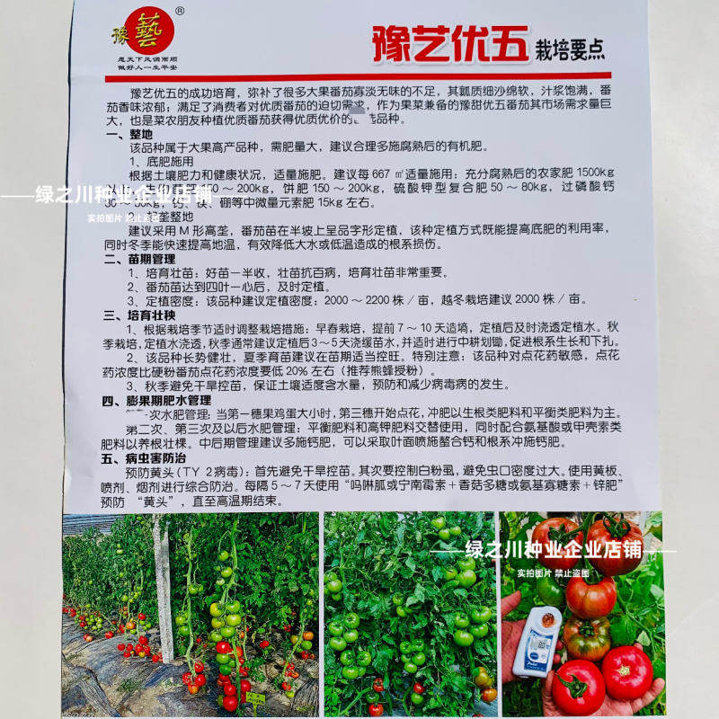 沙瓤西红柿种子豫艺优五番茄种子水果番茄种酸甜好吃抗Ty