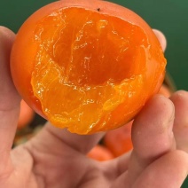 金钱柿子，火晶柿子，火葫芦柿子产地批发价格