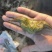 高产菱角种