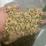 饲用燕麦种子养殖牧草耐寒种籽高产鱼饲料草籽绿肥牛羊草种籽