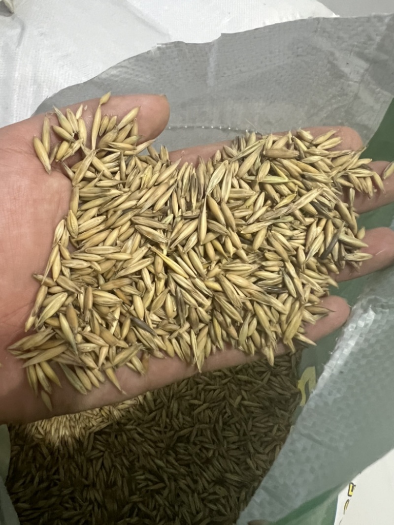饲用燕麦种子养殖牧草耐寒种籽高产鱼饲料草籽绿肥牛羊草种籽