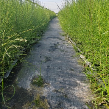 木麻黄轻基质杯苗基地直销大量现货供应