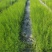 木麻黄轻基质杯苗基地直销大量现货供应