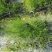 木麻黄轻基质杯苗基地直销大量现货供应
