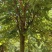 宫粉紫荆5—22分假植苗基地直销大量现货供应中