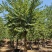 宫粉紫荆5—22分假植苗基地直销大量现货供应中