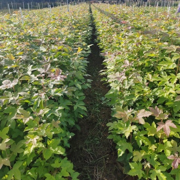 枫香16布袋新苗基地直销有大量现货供应中