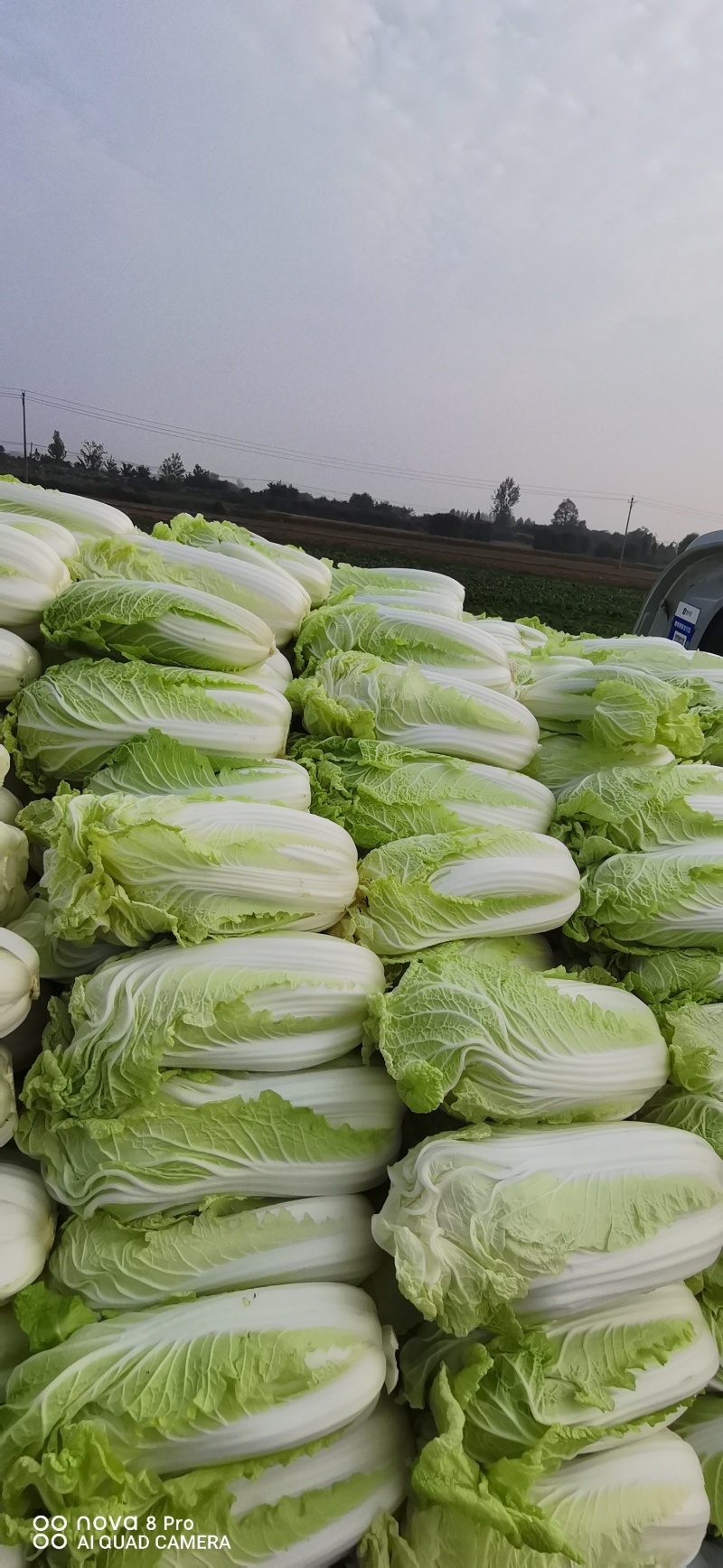 自产自销，鲜菜~娃娃菜大量有货