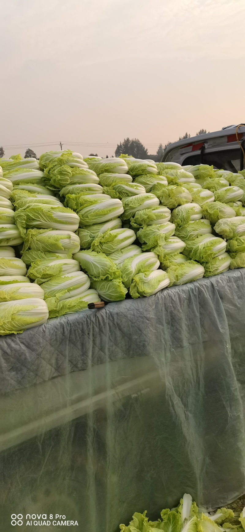 自产自销，鲜菜~娃娃菜大量有货