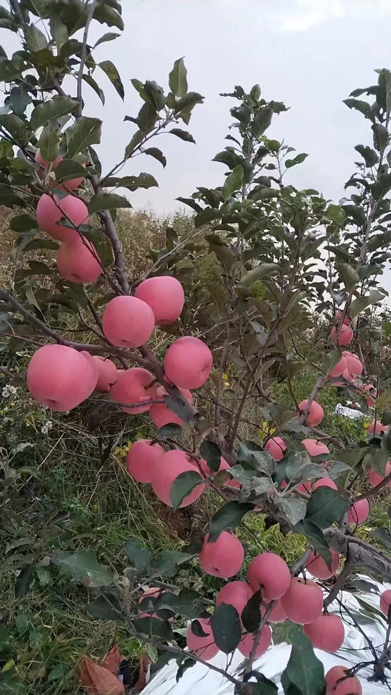 大家好今天是十月二十六日，红富士大量上市，个头大表光亮甜