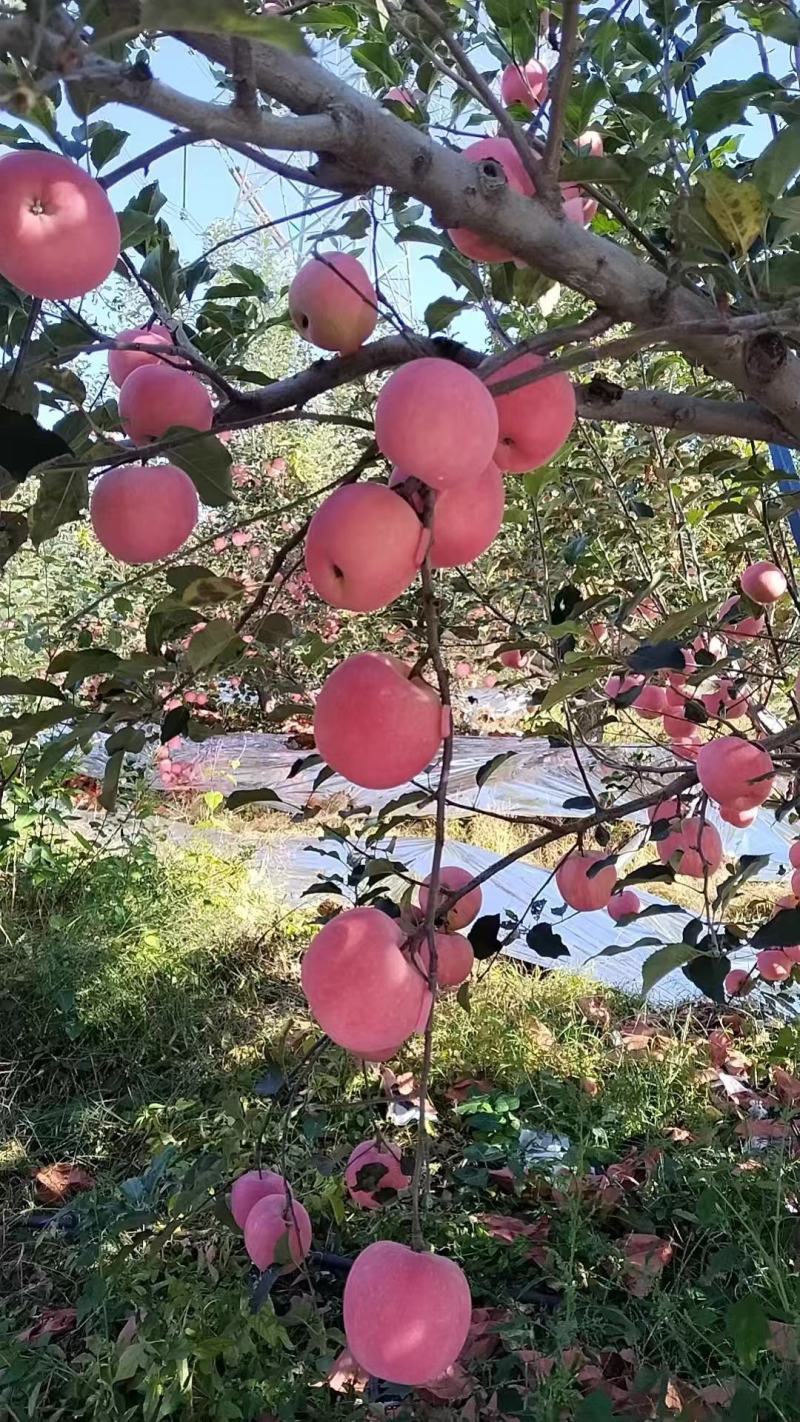 大家好今天是十月二十六日，红富士大量上市，个头大表光亮甜