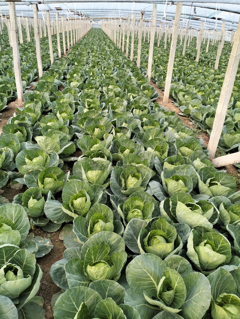甘兰大量上市，货源充足，品质高，质量优，颜色脆绿