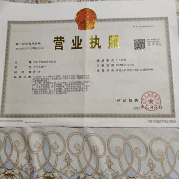无絮速生杨树苗3804