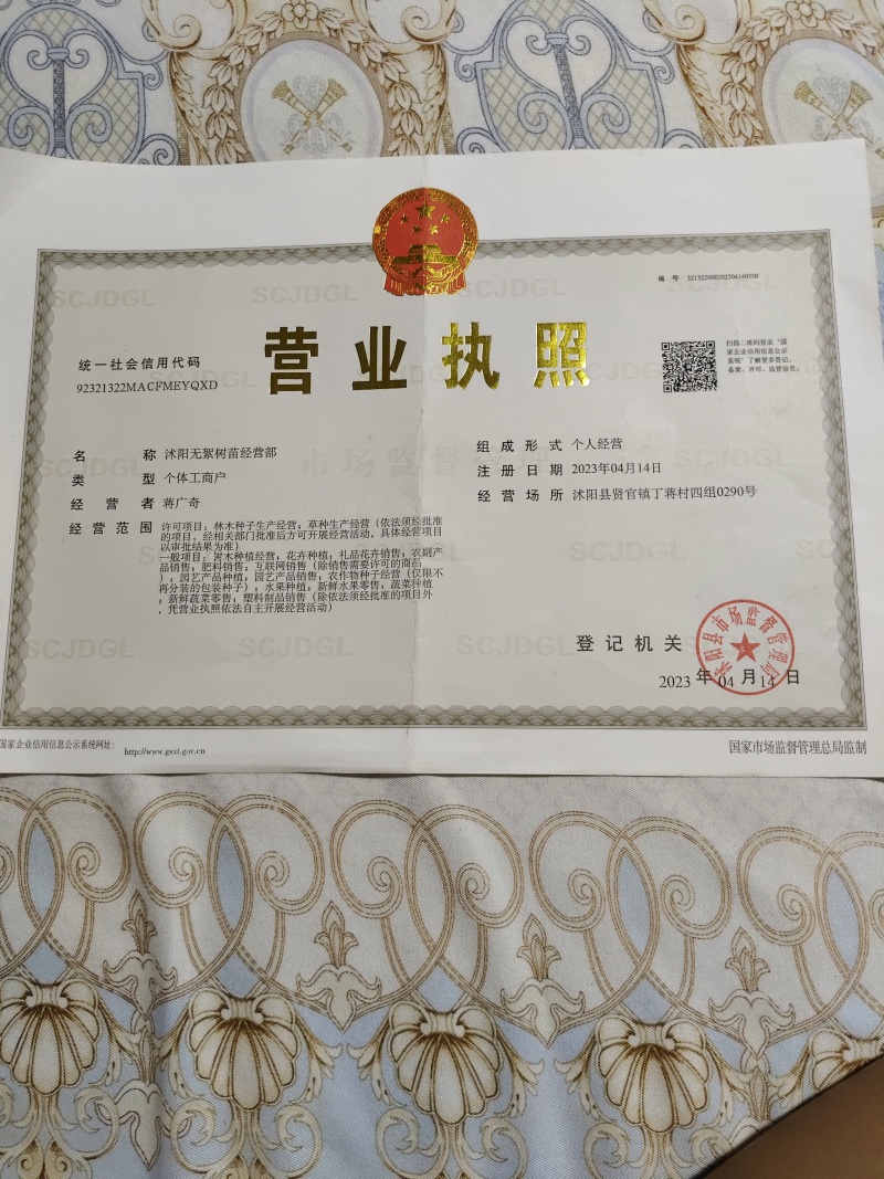 无絮速生杨树苗3804