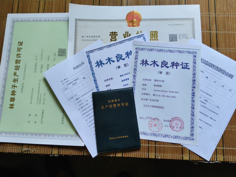无絮速生杨树苗3804