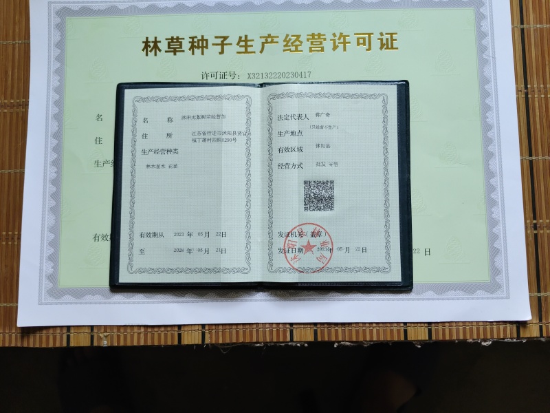 无絮速生杨树苗3804