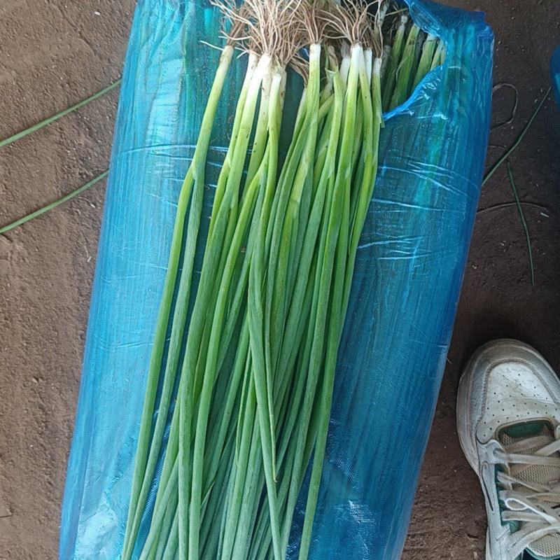 精品小葱，货源充足，供货稳定，产地供应，可视频看货