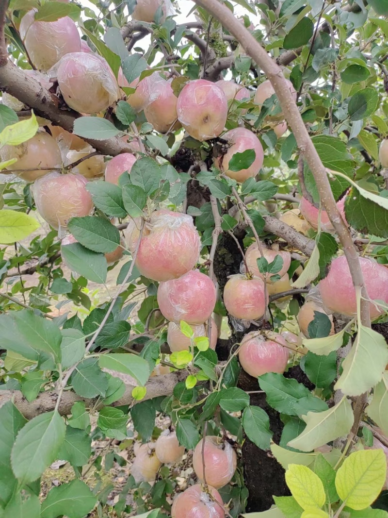 江苏丰县大沙河红富士苹果以大量上市