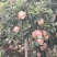 江苏丰县大沙河红富士苹果以大量上市