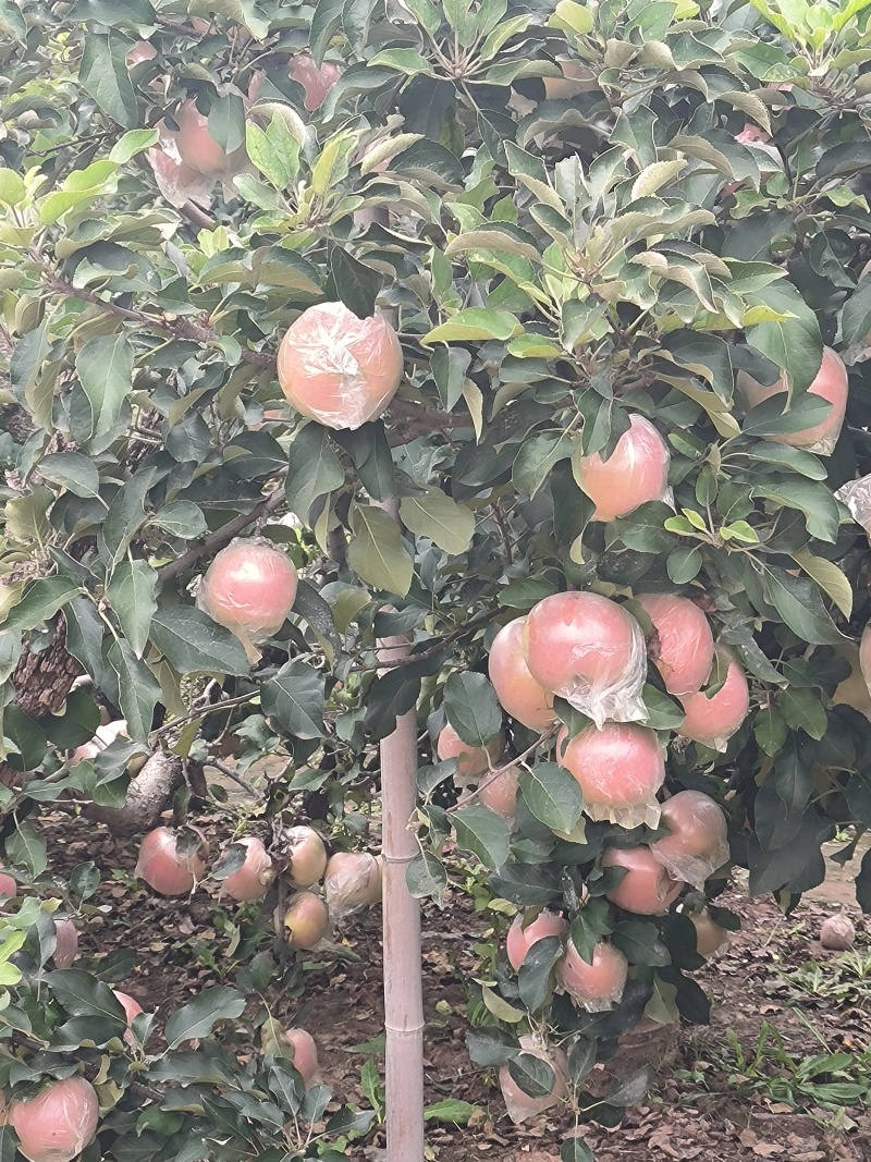 江苏丰县大沙河红富士苹果以大量上市