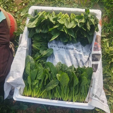 精品菠菜，大叶，小叶都有，可发市场，加工厂