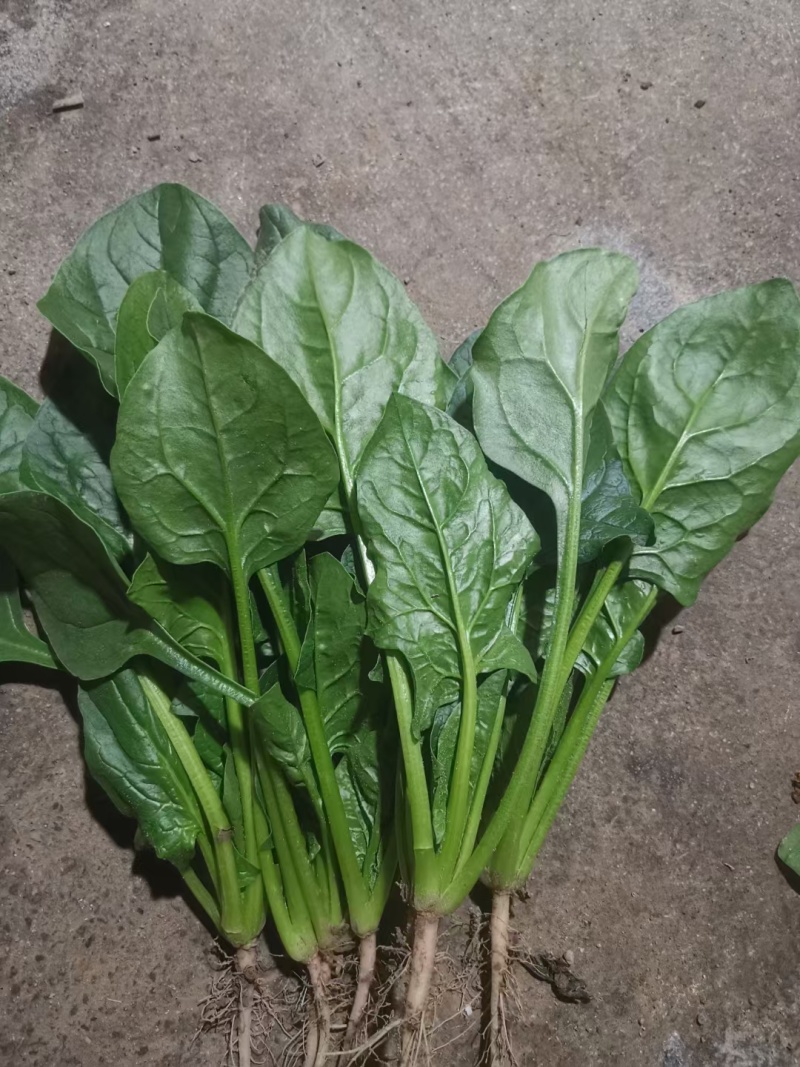 精品菠菜，大叶，小叶都有，可发市场，加工厂