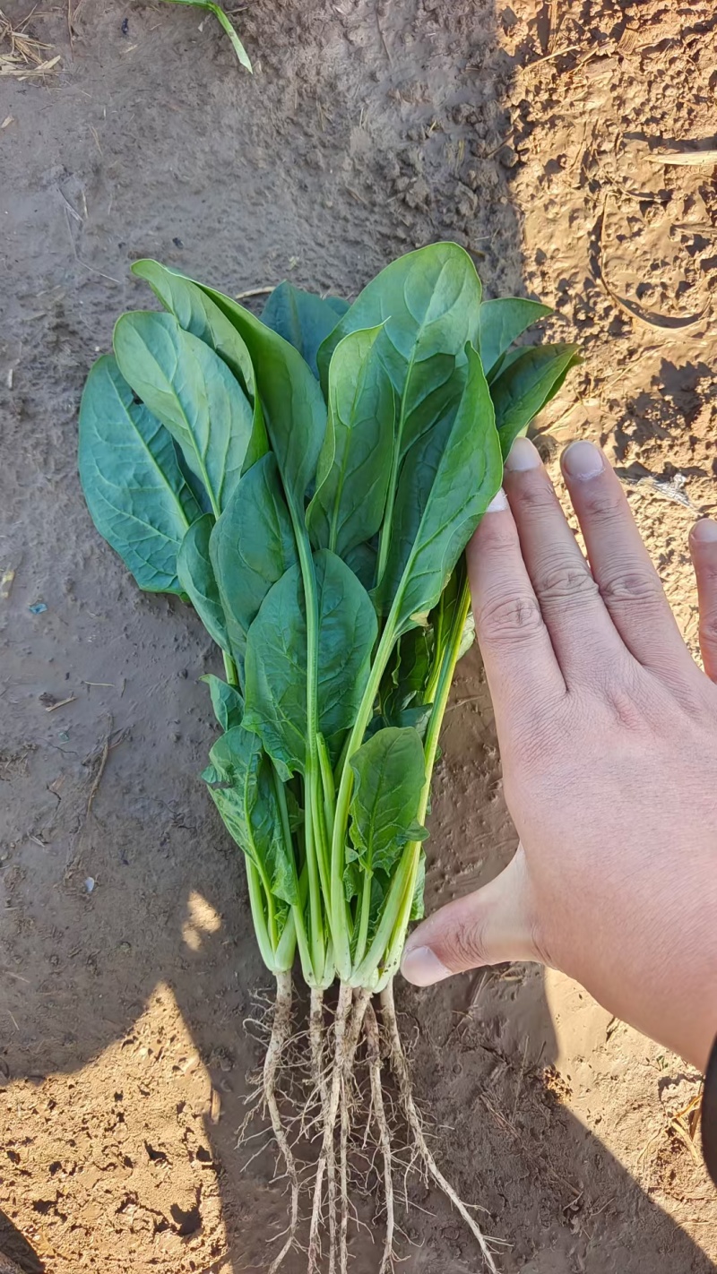 精品菠菜，大叶，小叶都有，可发市场，加工厂