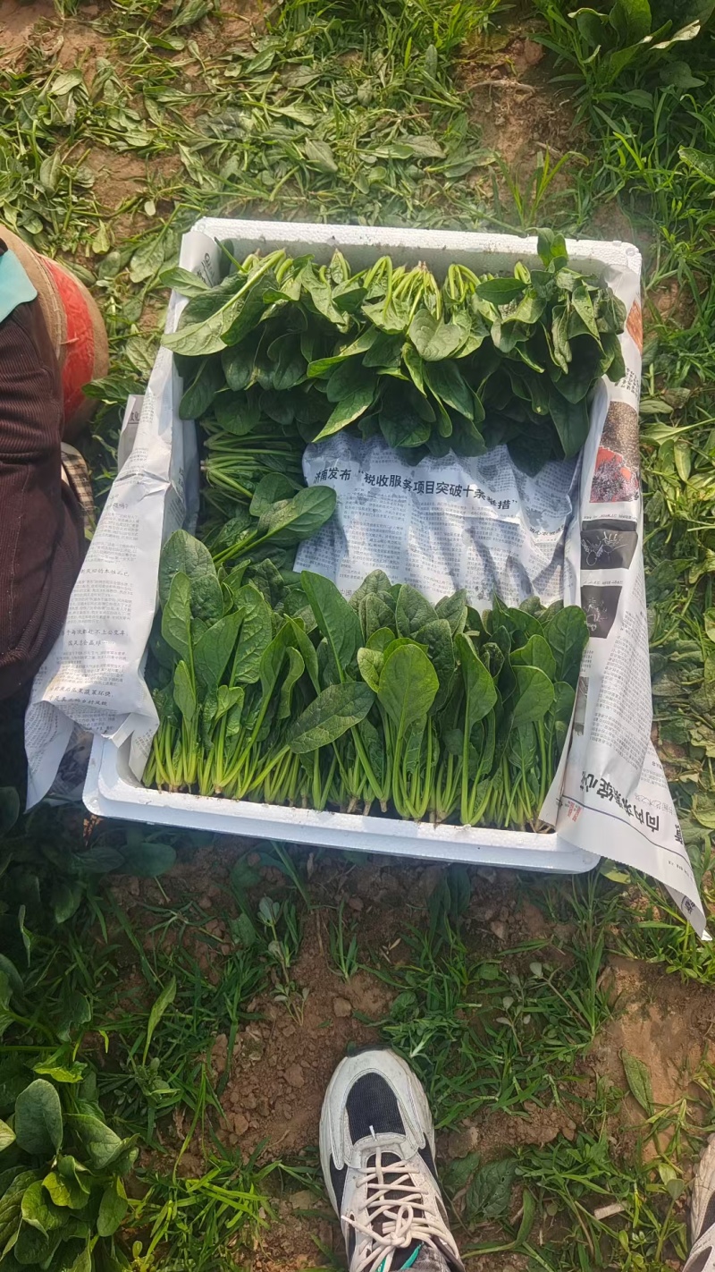 精品菠菜，大叶，小叶都有，可发市场，加工厂