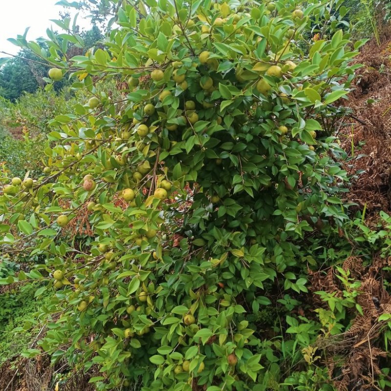 精品油茶鲜果，自己的种植基地，品质保证，产地直销量大从优