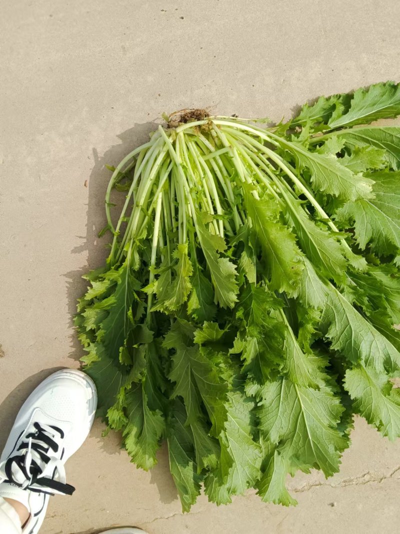 雪里红芥菜，大量上市，合作共赢，地头装车，
