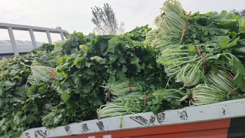 雪里红芥菜，大量上市，合作共赢，地头装车，