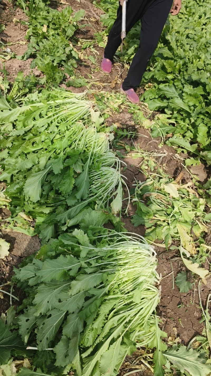 雪里红芥菜，大量上市，合作共赢，地头装车，