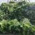 雪里红芥菜，大量上市，合作共赢，地头装车，
