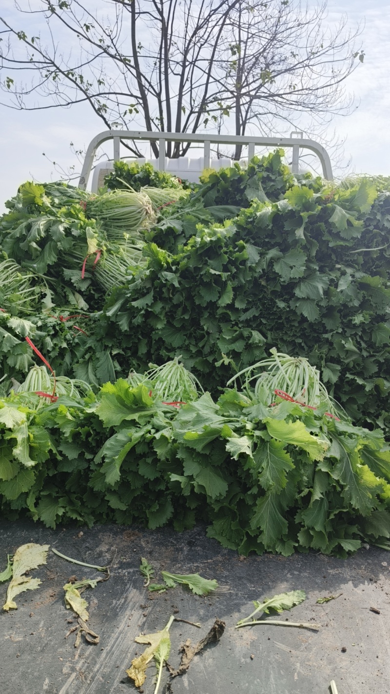 雪里红芥菜，大量上市，合作共赢，地头装车，