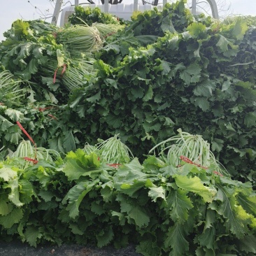 雪里红芥菜，大量上市，合作共赢，地头装车，