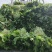 雪里红芥菜，大量上市，合作共赢，地头装车，