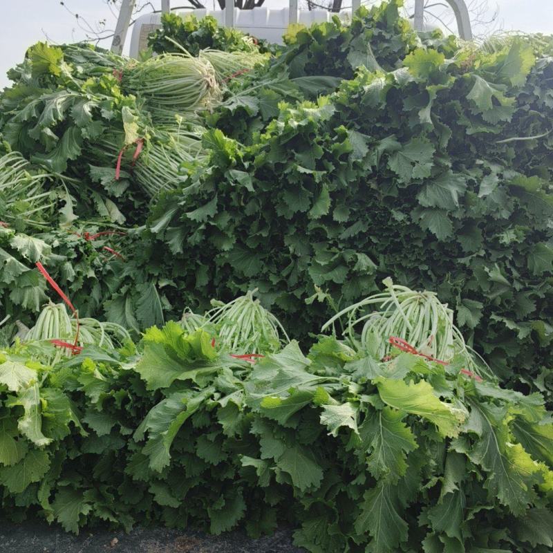 雪里红芥菜，大量上市，合作共赢，地头装车，