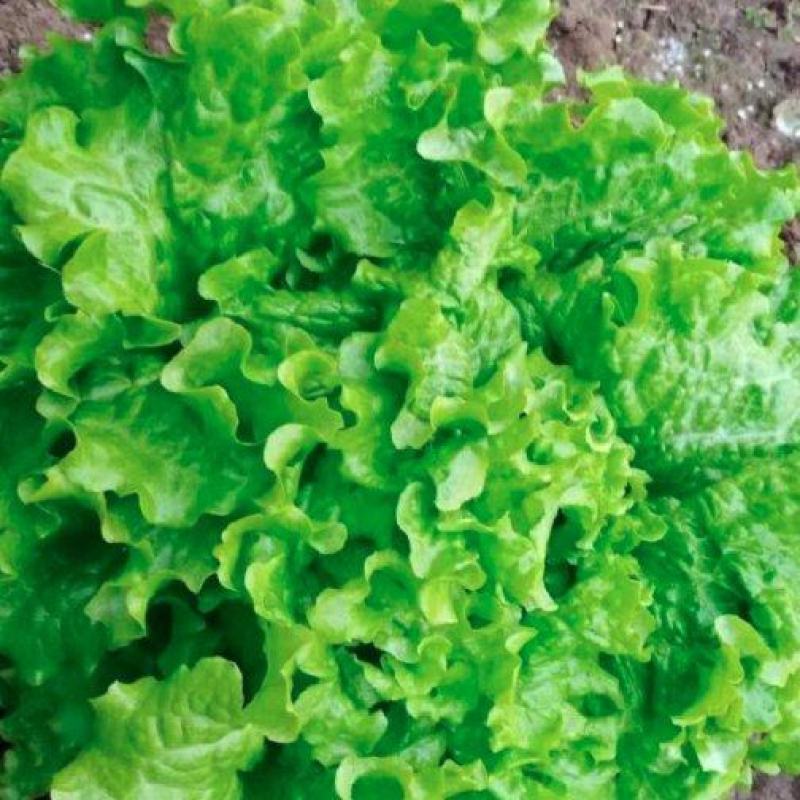 河北叶生菜一手货源供应市场商超电商量大价优